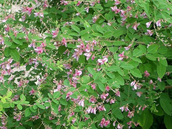 Lespedeza bicolor Bush Clover Bicolor Lespedeza Shrubby Bushclover 50 seeds