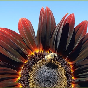 25 graines de fleurs rouges et brunes Helianthus Annuus, cerises chocolat, tournesol