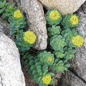 25 ROSEROOT STONECROP Golden Rose Root Sedum Rhodiola Rosea Yellow Succulent Flower Seeds