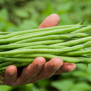 50 FRENCH Blue Lake POLE BEAN Phaseolus Vulgaris Vegetable Seeds