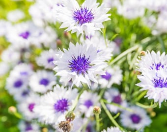 750 White BACHELOR'S BUTTON / CORNFLOWER Centaurea Cyanus Flower Seeds