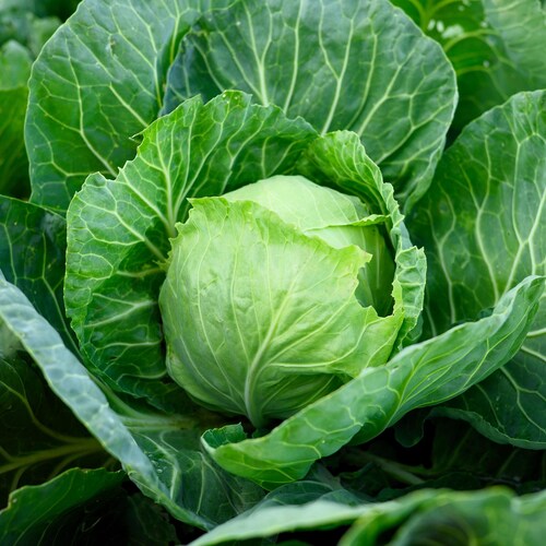 500 GOLDEN ACRE Early CABBAGE Brassica Oleracea Capitata Vegetable Seeds