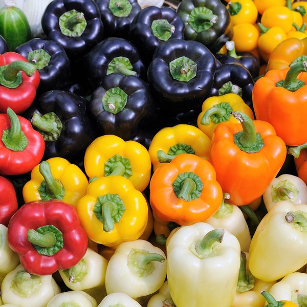 150 RAINBOW BELL PEPPER Sweet Red, Green, Yellow, Orange, Purple, Brown, & White Capsicum Annuum Vegetable Seeds