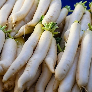 500 JAPANISCHE MINOWASE RADISH Riesige Daikon Weiß Raphanus Sativus Gemüsesamen
