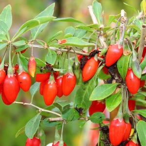100 HIMALAYAN Tibetan GOJI BERRY Fruit Wolfberry Bush Lycium Barbarum ...