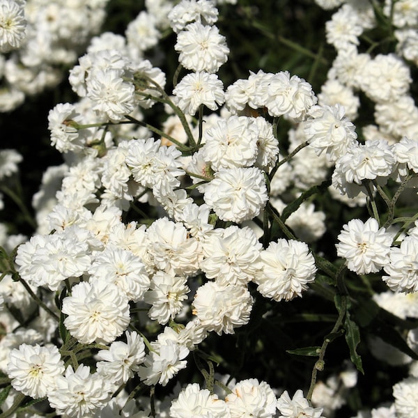 150 semillas de flor de milenrama perlada blanca doble Achillea ptarmica