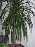 25 BLUE DRACAENA ( Spikes \/ Broad Leaved Cabbage Tree \/ Mountain Cabbage ) Cordyline Indivisa Flower Seeds