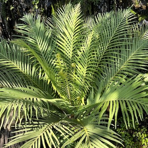 5 graines de roseau ou de palmier de salon Chamaedorea Seifrizii ou palmier de salon pare-soleil, graines de plante d'intérieur
