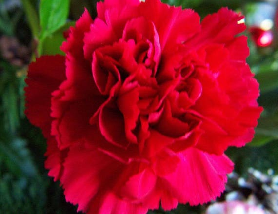 30 Double SCARLET PAEONY ASTER Red Peony Callistephus Flower Seeds Free Gift