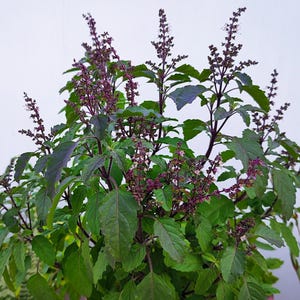 250 Green Tulsi HOLY BASIL Ocimum Sanctum Tenuiflorum Herb Flower Seeds