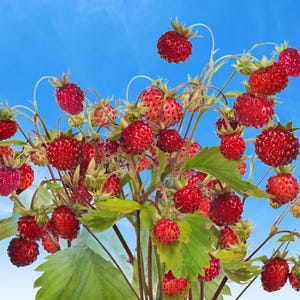 100 ALPINE STRAWBERRY Fragaria Vesca Red Fruit White Flower Seeds *Comb S/H