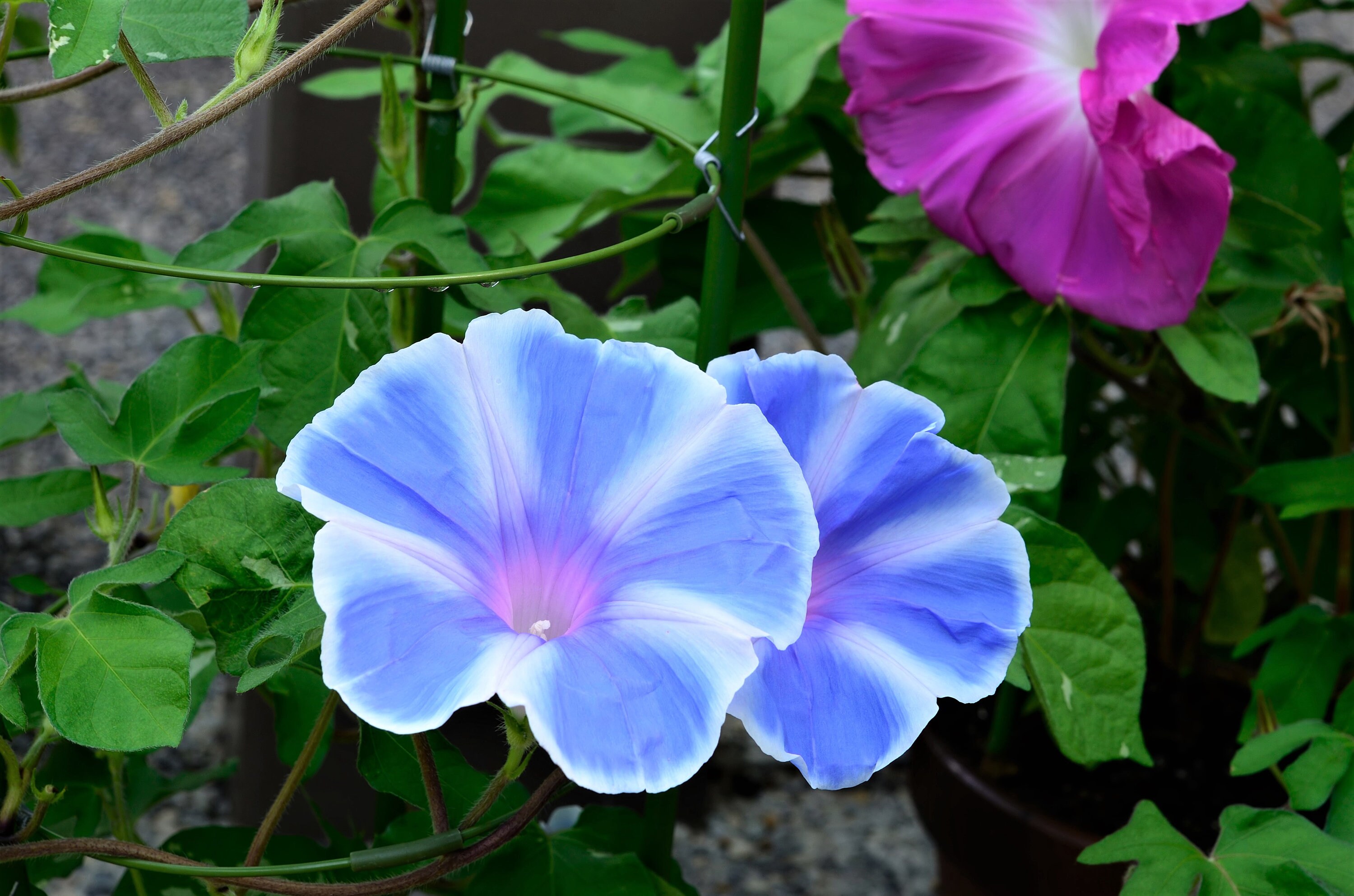 50 Mixed JAPANESE MORNING GLORY Ipomoea Nil Flower Vine Color Etsy