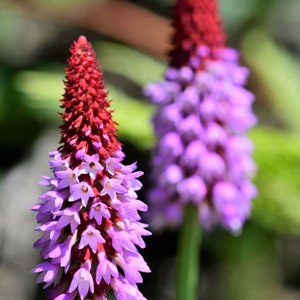 20 ORCHID PRIMROSE Primula Vialii Red Hot Poker Red Pink Purple Shade Wet Flower Seeds image 3