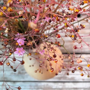 150 FAME FLOWER Jewels of Opar Talinum Paniculatum Portulaca Patens Fameflower Vegetable Leaf Seeds