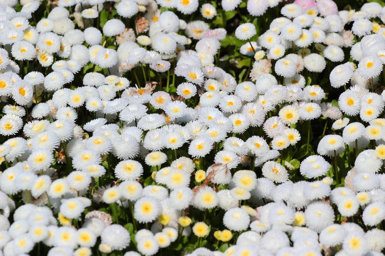 Seedville English Daisy Seeds - Thumbnail 4