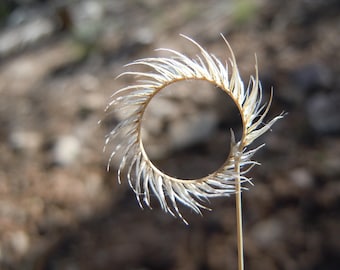 1000 BLUE GRAMA GRASS Gramma Bouteloua Gracilis Flower Mosquito Grass Seeds
