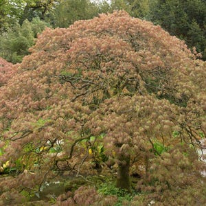 Acer palmatum dissectum ' Viridis' - Japanese weeping maple - Tauranga Tree Co