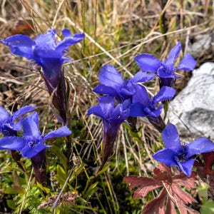 thumbnail image 2 of Grow Something Beautiful: 30+ Fringed Dark Blue Gentian Flower Seeds – Perennial (Gentianopsis Crinita) 2 of 5