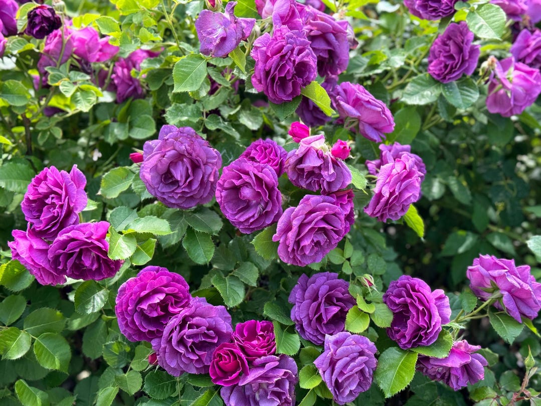 5 PURPLE ROSE Rosa Floribunda Bush Shrub Perennial Flower Seeds - Etsy