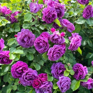 5 graines de fleurs vivaces pour arbustes roses Rosa Floribunda