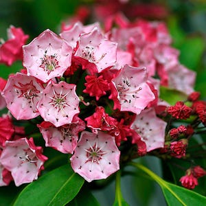 50+ Semis De Mountain Laurel Bush (Kalmia Latifolia) - Arbuste à Fleurs Persistant