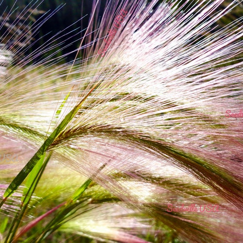 300 Bottlebrush SQUIRRELTAIL RYE GRASS Elymus Elymoides syn Sitanion Hystrix Red Plume Squirrel Tail Ornamental Seeds