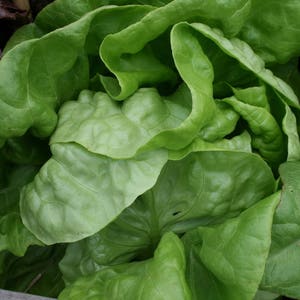 3000 BUTTERCRUNCH LEAF LETTUCE Lactuca Sativa Vegetable Seeds