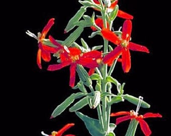 20 ROYAL RED CATCHFLY Hummingbird & Endangered Native Flower Silene Regia Seeds