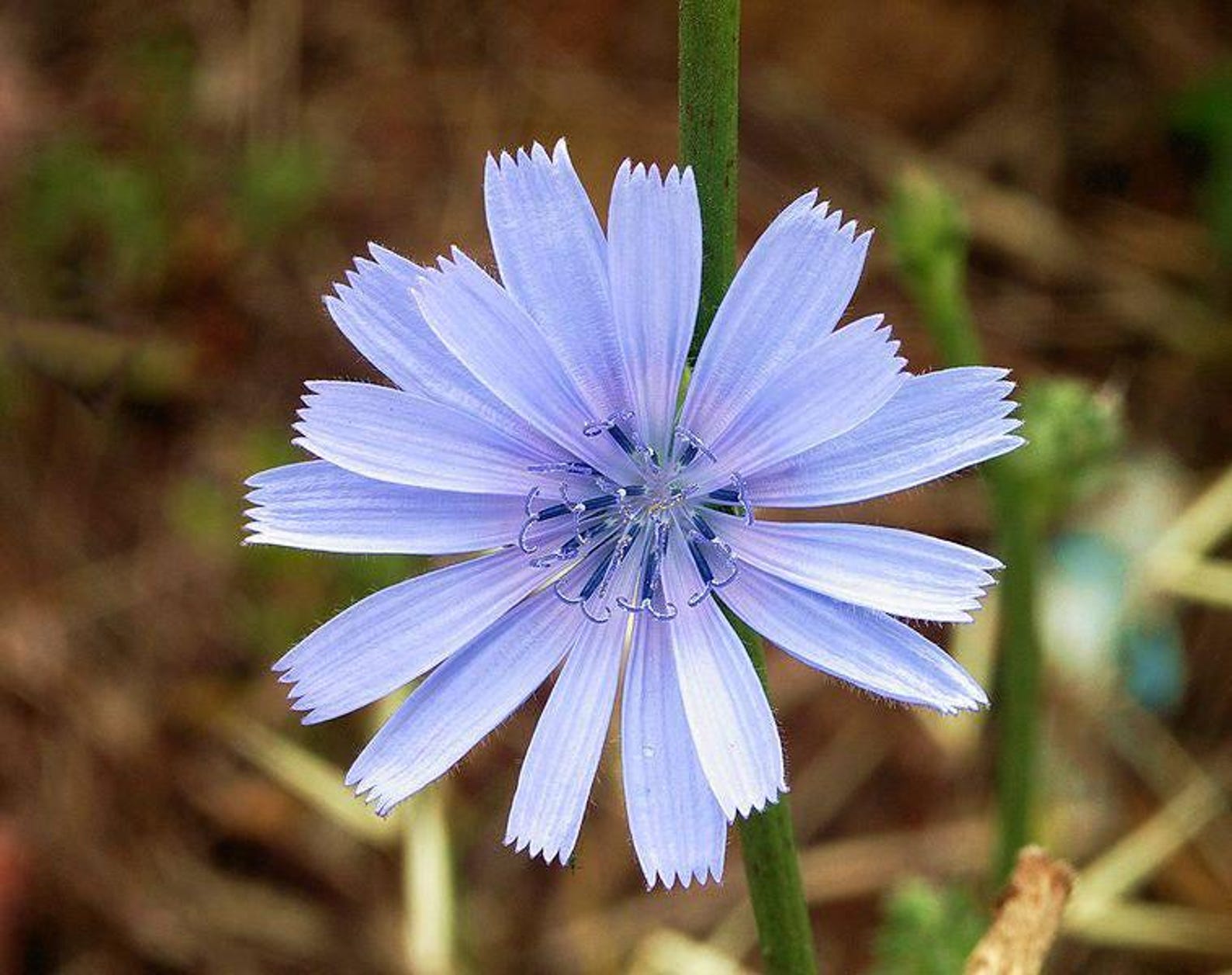 Succory 1000 CHICORY (blue Daisy / Blue Sailors / Coffeeweed / Succory ...
