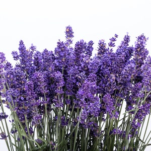 300 ITALIAN LAVENDER Lavandula Angustifolia Lavender Blue Purple Fragrant Flower Herb Seeds