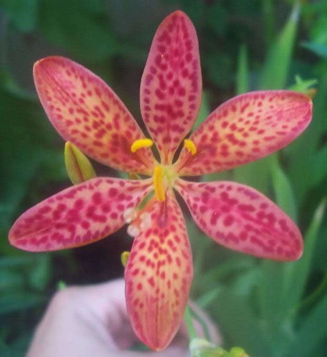 10 FRECKLEFACE BLACKBERRY LILY leopard Lily Belamcanda Etsy