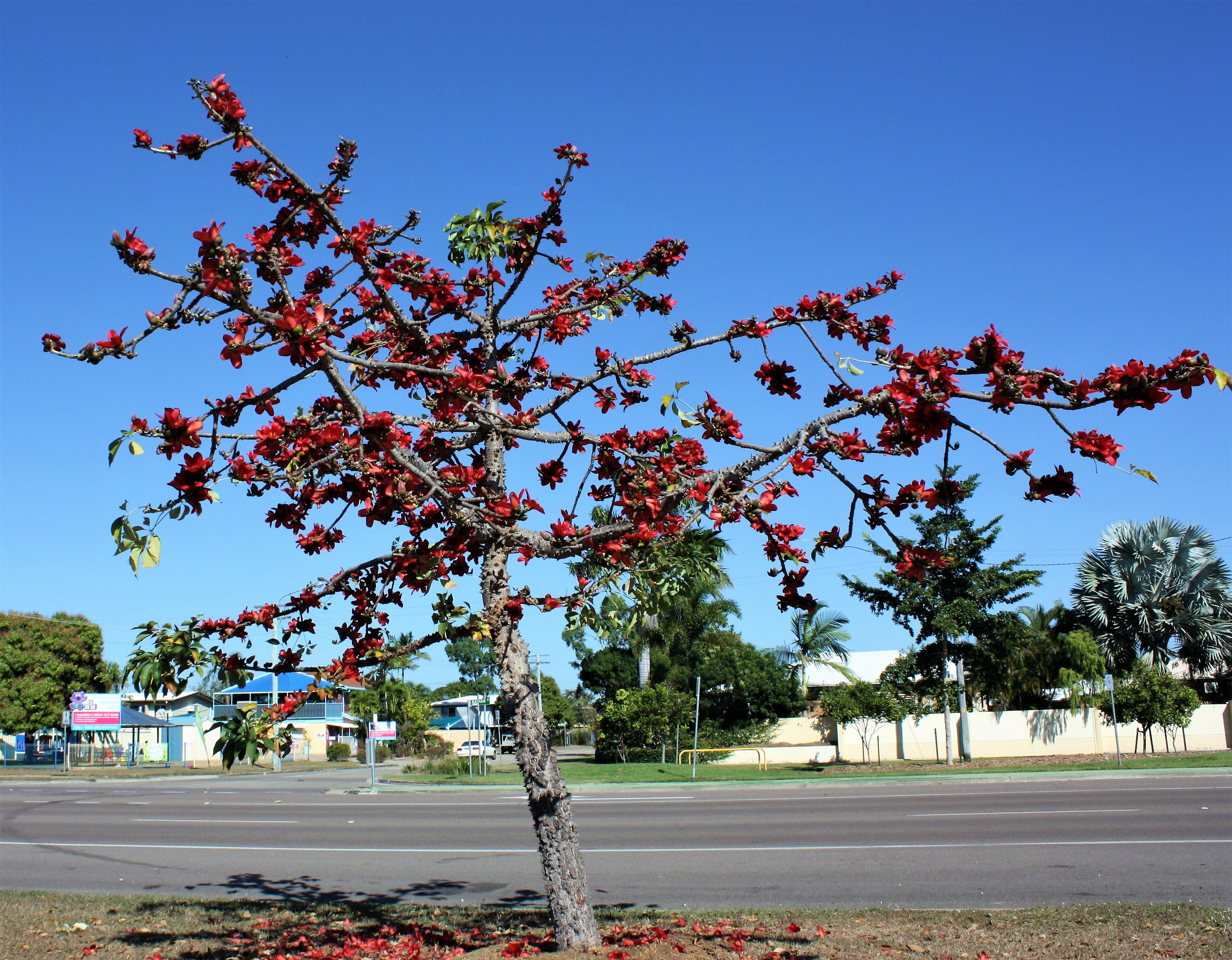 10 Red Silk Cotton Tree Bombax Ceiba Kapok Tropical Flower Seeds Flat Shipping