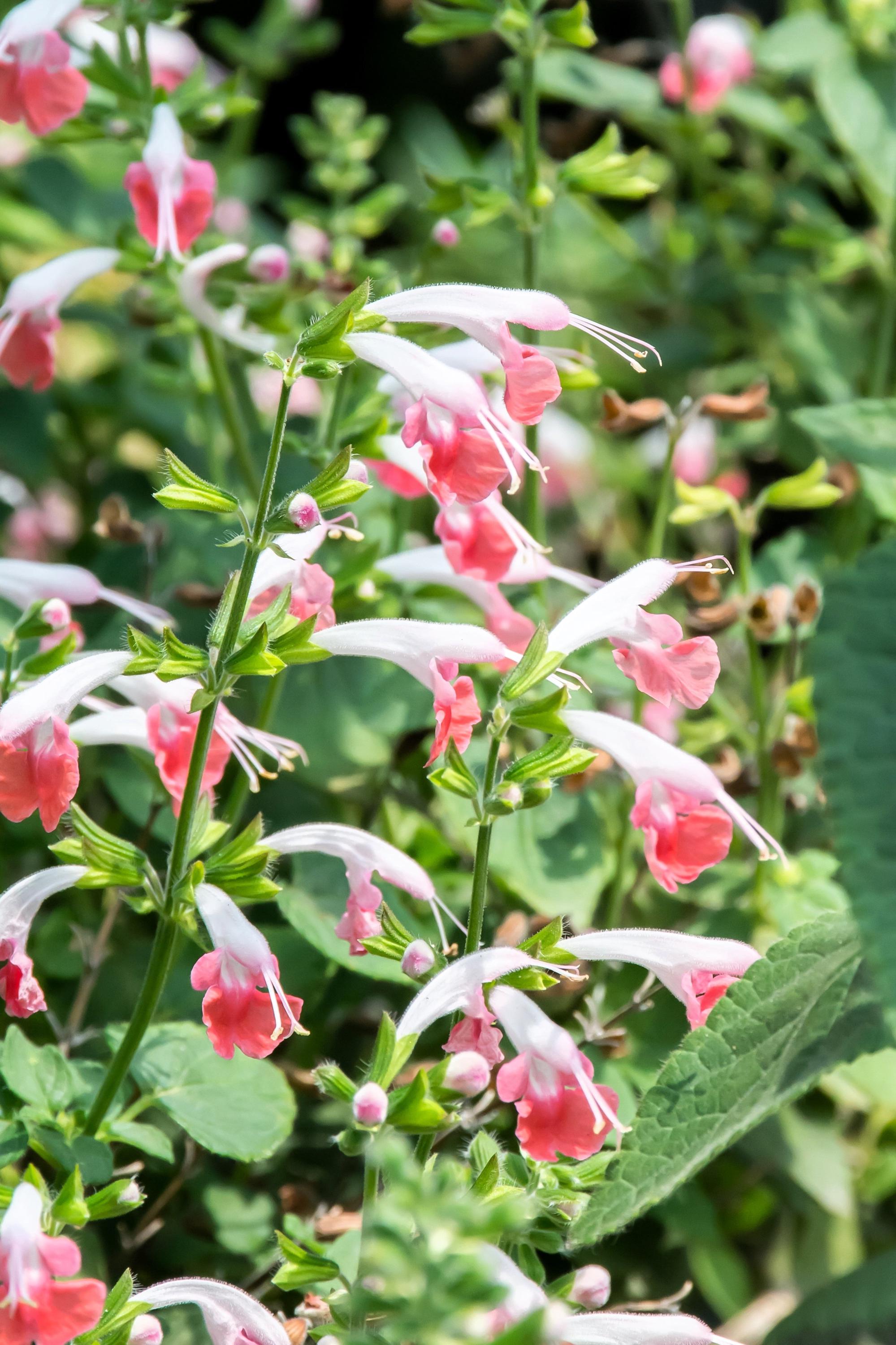 Close Up Of Salvia Coccinea Coral Nymph A Bicoloured Perennial With Coral Pink White Flowers Summer Flowering And Frost Tender A Good Coastal Plant Image458984307