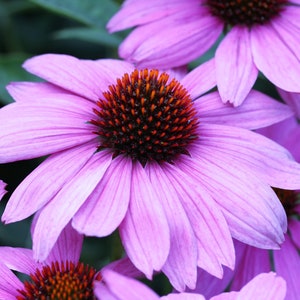 1000 PURPLE CONEFLOWER Echinacea Purpurea Heirloom Flower Herb Seeds image 7