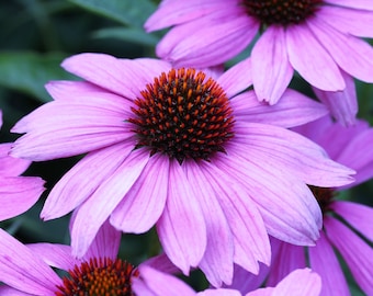 1000 PURPLE CONEFLOWER Echinacea Purpurea Heirloom Flower Herb Seeds