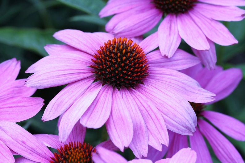 1000 PURPLE CONEFLOWER Echinacea Purpurea Heirloom Flower Herb Seeds image 7