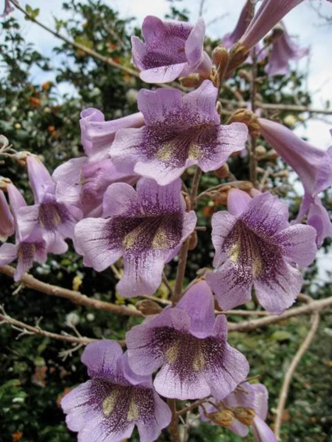 400 Royal PAULOWNIA EMPRESS TREE Tomentosa Flower Seeds combined S/H - Etsy