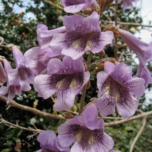 400 Royal PAULOWNIA EMPRESS TREE Tomentosa Flower Seeds *Combined S/H