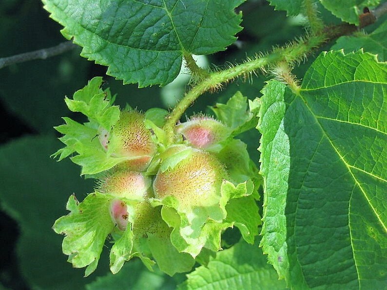 5 AMERICAN HAZELNUT TREE Aka Filbert Corylus Americana Fruit Etsy