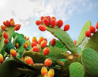 10 Orange PRICKLY PEAR CACTUS Indian Fig Opuntia Ficus-Indica Fruit Flower Seeds