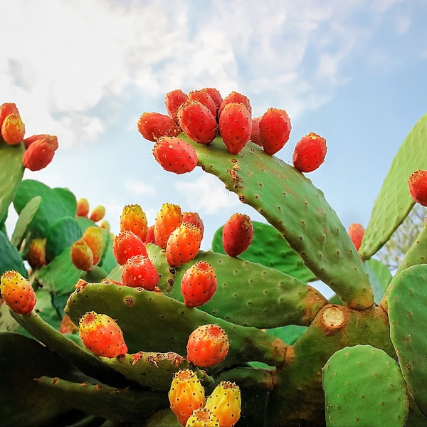 10 Orange Feigenkaktus Indische Feige Opuntia Ficus-Indica Frucht Blumensamen