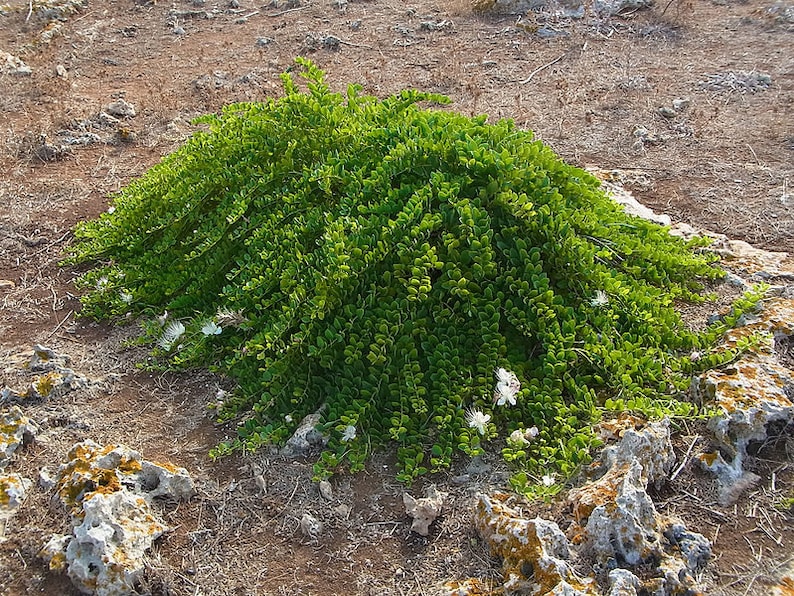 20 CAPER BUSH Edible Capers Flinders Rose Flower Capparis Etsy