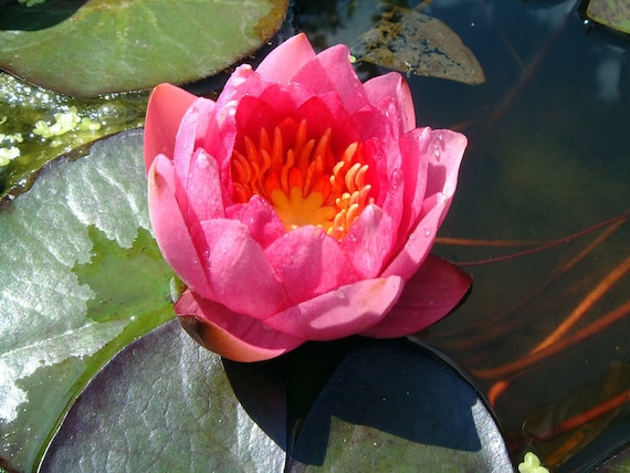 10 Pink Lotus Water Lily Pad Nymphaea Sp Pond Flower Seeds Etsy