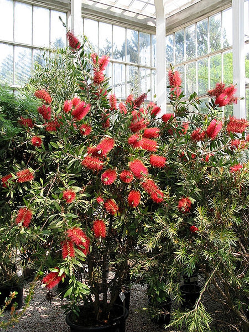 40 CRIMSON BOTTLEBRUSH Callistemon Citrinus Flowering Shrub Bush Small Tree Seeds image 1