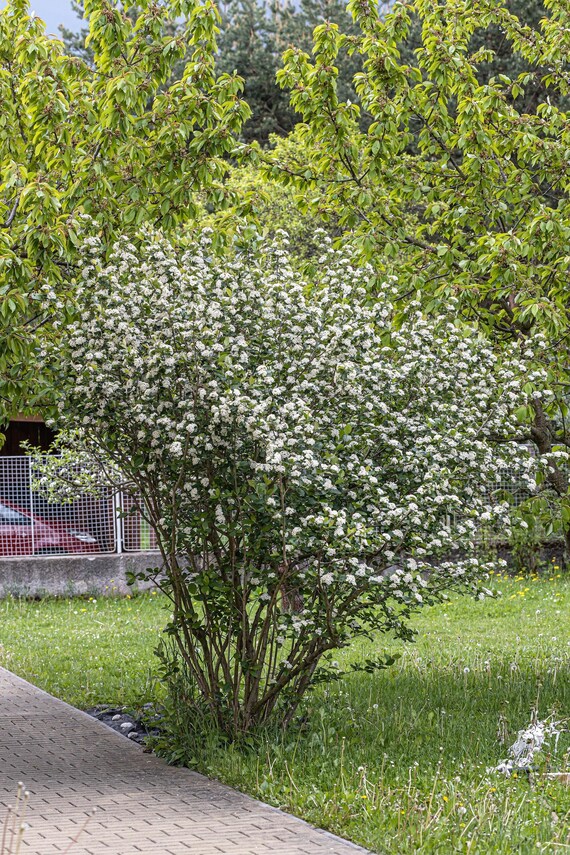 Photo of the bloom of Black Chokeberry (Aronia melanocarpa) posted by