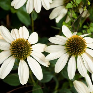 Cheyenne Spirit Echinacea Seed Mix - 50+ Fresh Flower Seeds For Garden | Multi-Color Coneflowers