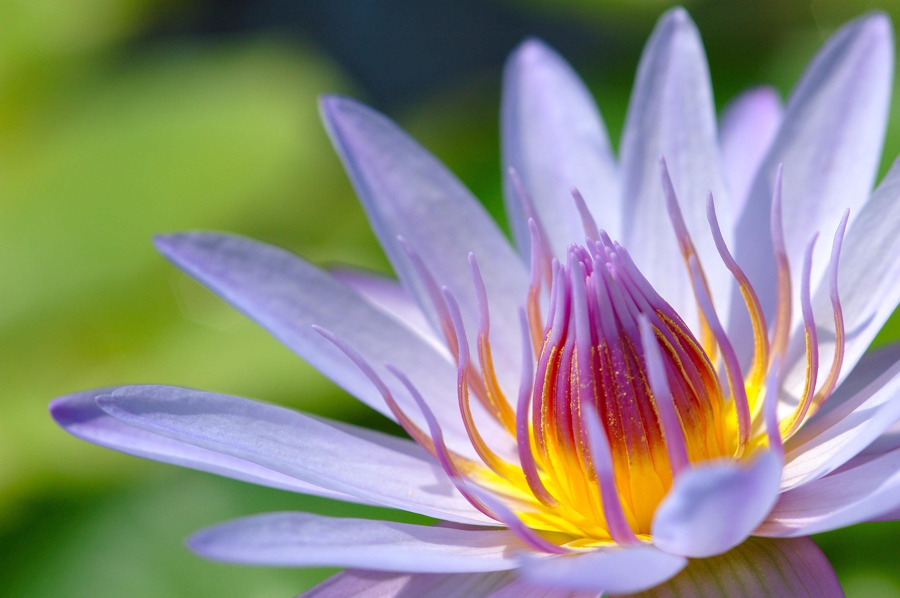Hardy Purple/White Water Lily Live Plant