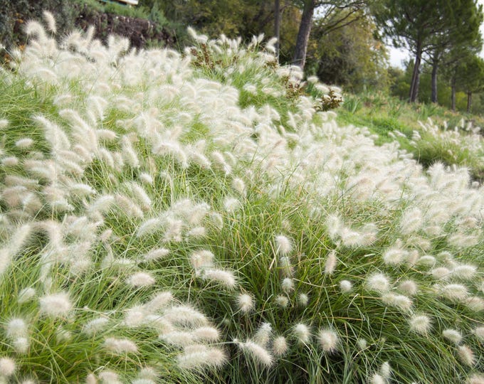 Erianthus Ravennae Ornamental Grass Seeds – Pase Seeds, Packaged For 2025