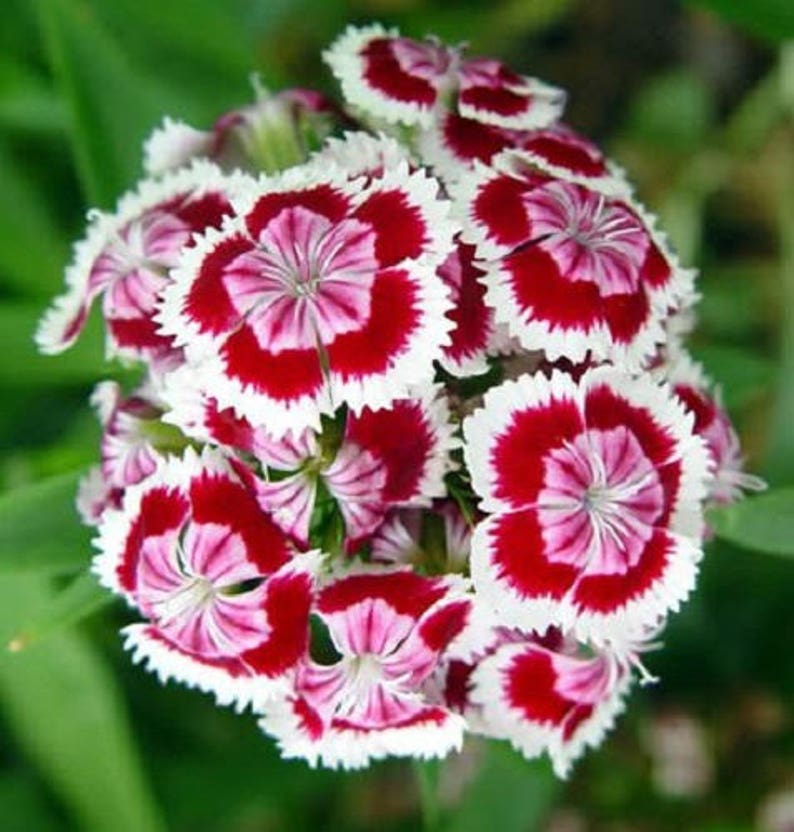 500 MIXED Colors SWEET WILLIAM Dianthus Barbatus Color Mix Red