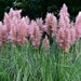 see more listings in the Ornamental Grass Seeds section